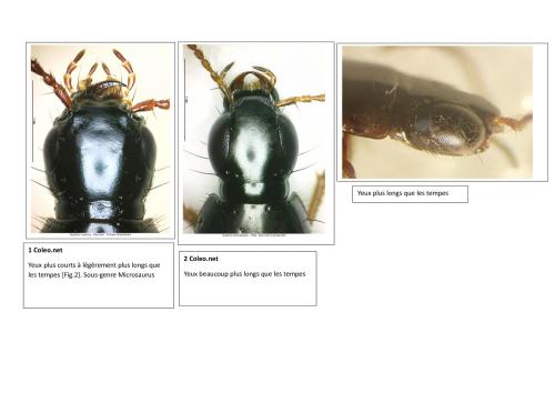 Quedius picipes